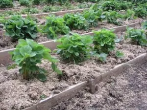 Plantarea de căpșuni, școală agricultura naturală