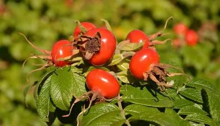 Засаждане и грижи за дивите рози