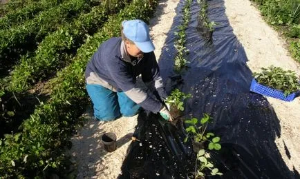 Засаждане ягода на нетъкан текстил - стъпка по стъпка