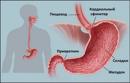 Повърхностно езофагит причини, симптоми, лечение