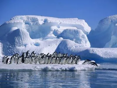 Природа, растения и животни от Антарктика