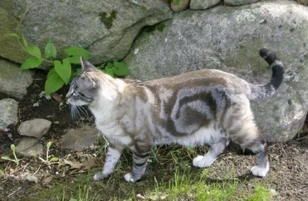 Nature - a legjobb művész! 20 csodálatos macskák egyedi szín a világon