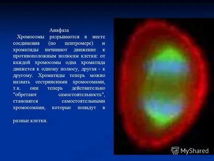 Prezentarea pe baza citologică eredității