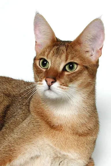 Ceausu porordy istorie, aspectul, caracterul și condițiile de pisica