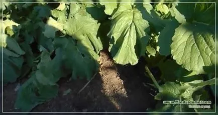 Fekete retek (fotó) - ültetés és gondozás, a helyszínen a kertben, ház és a szobanövények