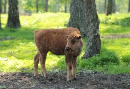 A híres Oka-teraszos park állatok és növények Oka-teraszos park