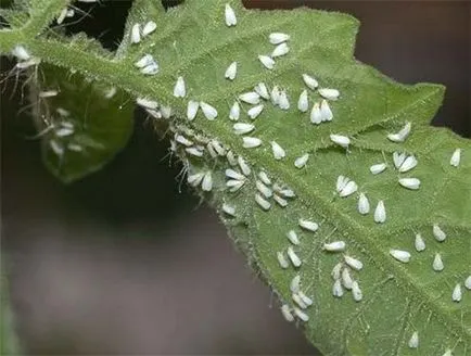 Черната муха на домати, Whitefly как да се справят с тях, народни средства за защита, весел urozhaynik