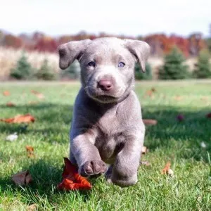 Veszettség elleni védőoltás kölyök - tanácsadás veterinarasovety állatorvos