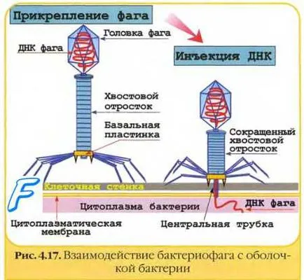 Други имунобиологични препарати