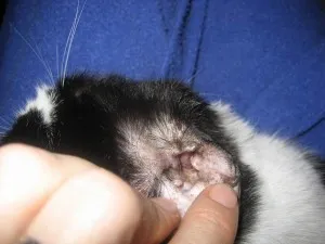 Bőrrák macskák melanoma kutyában