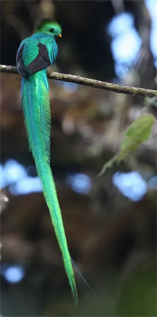 Quetzal pasăre resplendent - un simbol al libertății în Guatemala - Ghid de călătorie - lumea este frumoasă!