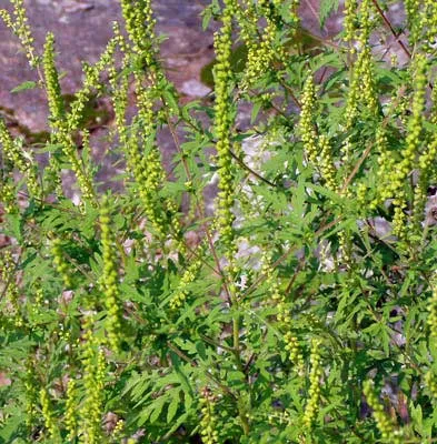 Ragweed lupta plantelor împotriva buruienilor periculoase