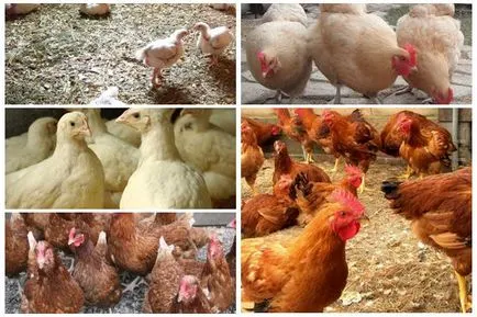 Madarak otthon - a mezőgazdasági csirkék