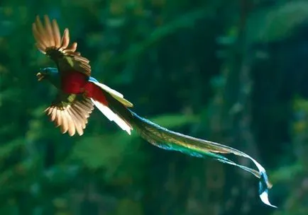 Quetzal madár - a szabadság szimbóluma Guatemala - útikalauz - a világ gyönyörű!