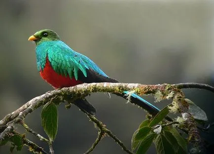 Quetzal madár - a szabadság szimbóluma Guatemala - útikalauz - a világ gyönyörű!