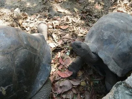 Paradisul în Seychelles, în revizuirea