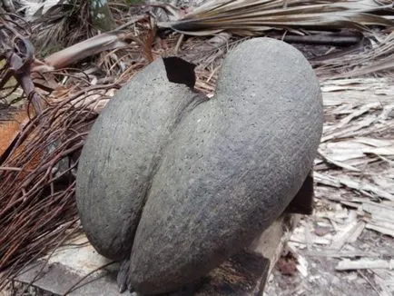 Paradisul în Seychelles, în revizuirea