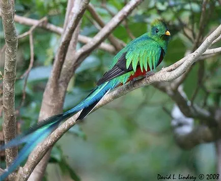 Quetzal pasăre resplendent - un simbol al libertății în Guatemala - Ghid de călătorie - lumea este frumoasă!