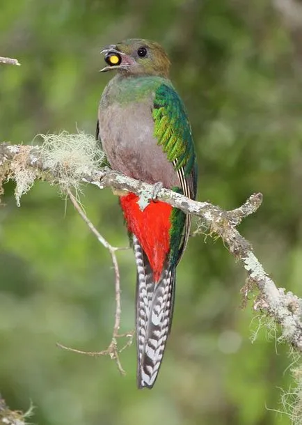 Quetzal madár - a szabadság szimbóluma Guatemala - útikalauz - a világ gyönyörű!