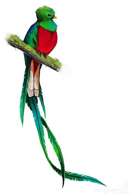 Quetzal pasăre resplendent - un simbol al libertății în Guatemala - Ghid de călătorie - lumea este frumoasă!