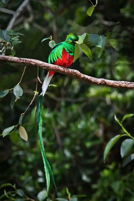 Quetzal madár - a szabadság szimbóluma Guatemala - útikalauz - a világ gyönyörű!