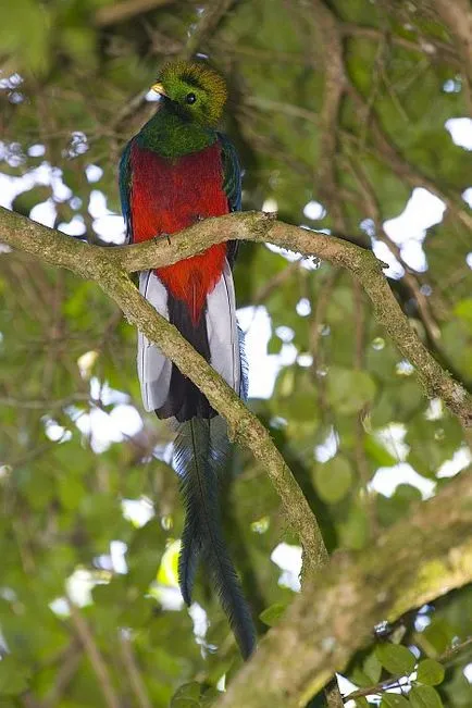 Quetzal pasăre resplendent - un simbol al libertății în Guatemala - Ghid de călătorie - lumea este frumoasă!