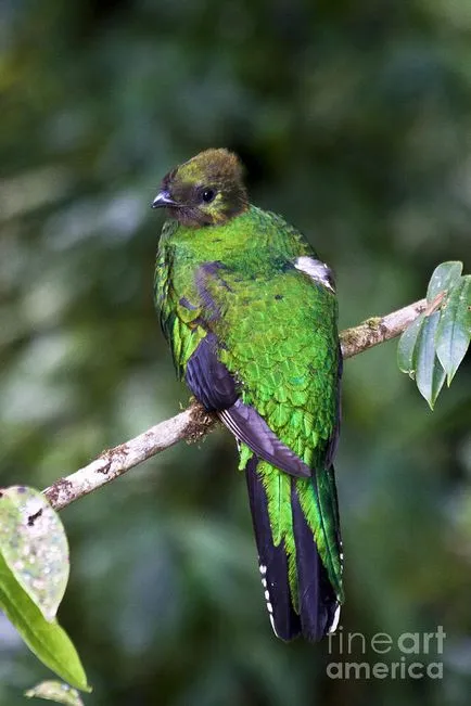 Quetzal madár - a szabadság szimbóluma Guatemala - útikalauz - a világ gyönyörű!