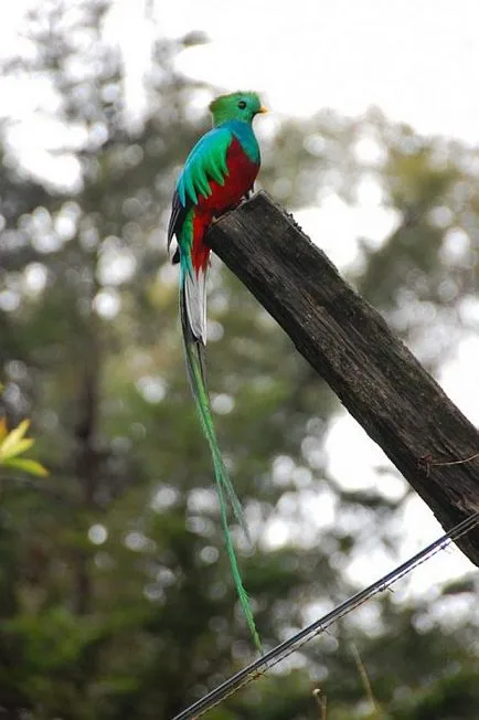 Блестящ кветзал птица - символ на свободата в Гватемала - пътеводител - светът е красив!