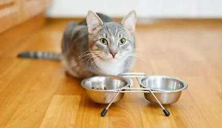 16 котешки навици