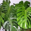 Възпроизвеждането Monstera дръжки, листа, наслояване, семена, растения