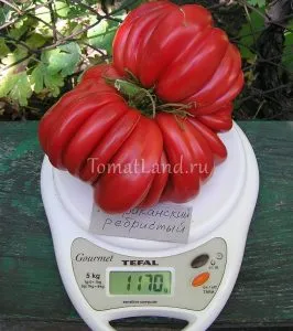 tomate striate