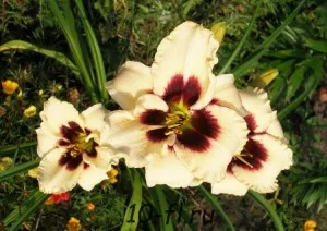 A szaporodási daylilies, helyén a 10 legszebb virágok jácint, kardvirág, írisz, sáfrány,