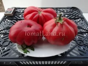 tomate striate