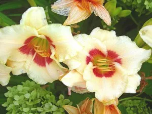 Възпроизвеждането daylilies, дача царство