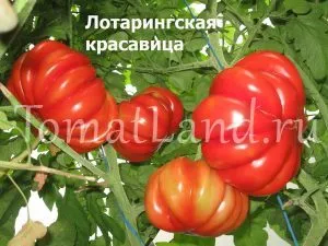 tomate striate