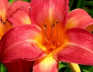 възпроизвеждането daylilies