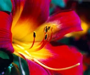 daylilies de reproducere