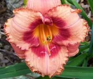 daylilies de reproducere