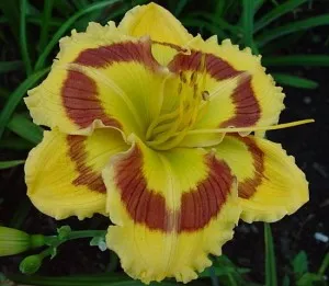 възпроизвеждането daylilies