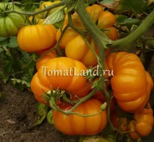 tomate striate