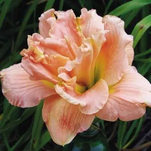 daylilies de reproducere