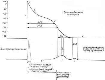 Refractaritate a mușchiului inimii - sistemul de conducere al anatomiei inimii - tulburări de ritm cardiac -