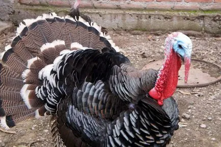 Tenyésztési pulyka otthon kezdőknek, tippeket, hogyan nőnek