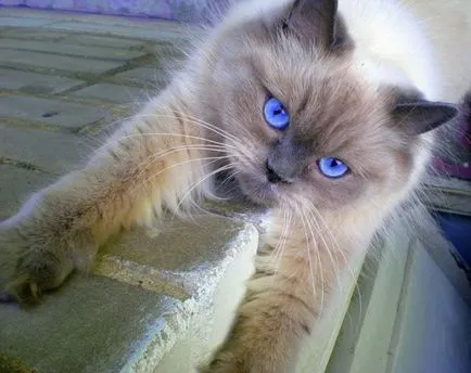 Multi-színű macska szeme) - a forrása a jó hangulat