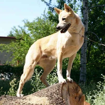 rase rare de câini (10 poze), animale