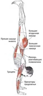 Adho мукха Vrikshasana (оборудване, извършващи стойки), йога, slavyoga