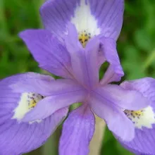 iriși utilaje agricole în creștere într-o specie de gradina fotografie, siberian, japoneză și colorat