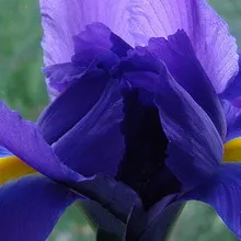 iriși utilaje agricole în creștere într-o specie de gradina fotografie, siberian, japoneză și colorat