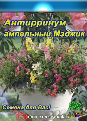 Ampelnye snapdragons - цветна градина вила