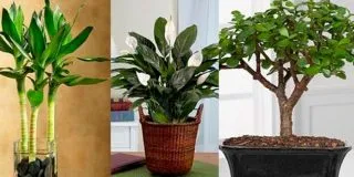 Aglaonema грижи у дома, възпроизвеждане и трансплантация